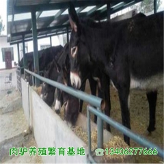 哪里出售乌头驴 来山东大河养殖场