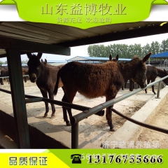 山东大型养殖基地直销纯种乌头驴 适应能力强小驴苗  提供技术