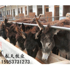 肉驴适合那个地区养殖？德州驴肉驴，乌头驴，泌阳驴，小驴