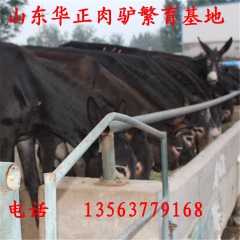 德州驴苗 德州驴报价 德州乌头驴 德州种驴价格