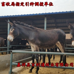 百利通肉驴养殖场供应三粉驴 乌头驴 德州驴 育肥架子驴 厂家...