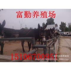 德州驴养殖场长期供应肉驴 德州驴 乌头驴品种纯 价格优欢迎选...