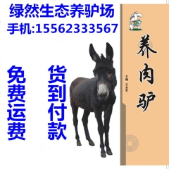 想养殖育肥驴哪里有卖的，德州驴 三粉驴养殖