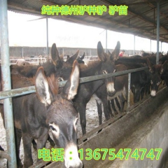 专业养殖场直销德州驴 三粉驴 乌头驴 肉质保证 信誉第一