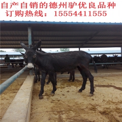 【山东】种驴品种德州驴 是怎么销售的  咨询黄彤养殖场德州驴