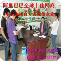 活体小肉驴，小肉驴活体价格，德州驴，乌头驴活体，驴苗的价格