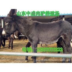 内蒙古东胜区哪里有卖小驴苗的-德州驴