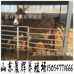 哪里有德州驴 育肥德州驴 德州驴价格