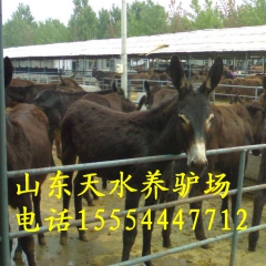 德州驴多少钱一头 山东德州驴 德州驴苗价格 黑龙江肉驴养殖场