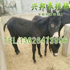 德州驴 专业肉驴 杂交肉驴 专业兴邦养殖 价格便宜 市场好小...