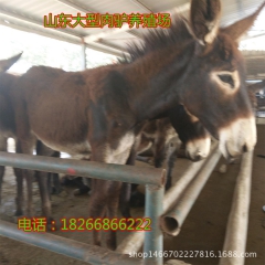 常年供应德州驴 三粉驴驴苗最新报价 专业品种肉驴养殖场