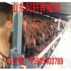 养殖场直销德州驴