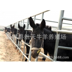 山东肉驴 德州驴 育肥驴【量大优惠，免费运输】