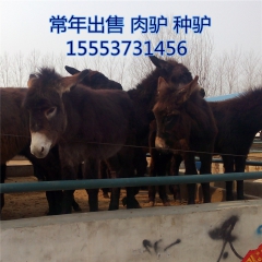 德州驴 肉驴养殖  山东毛驴仔价格   三个月的德州驴多少钱