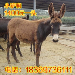 德州驴驴苗价格,德州驴,驴苗价格,山东省畜牧局