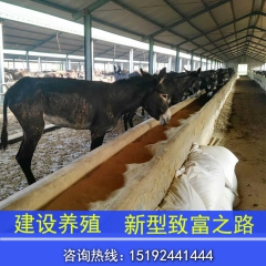 建设养殖场出售肉驴 德州驴 德州驴驴苗价格