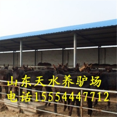 德州驴养殖场热销 德州驴 德州驴驴仔 活驴出售 湖南肉驴养殖...