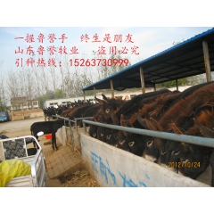 天然养殖德州驴 3月最新肉驴价格 肉驴品种有哪些