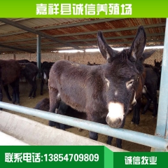 德州驴的养殖场 正规养殖德州驴 德州驴多少钱一斤去哪买