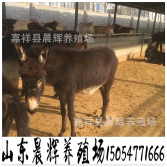 中华老字号 东阿阿胶桃花姬阿胶糕300g