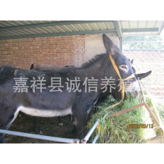 中华老字号 东阿阿胶桃花姬阿胶糕300g