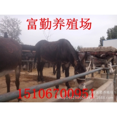 中华老字号 东阿阿胶桃花姬阿胶糕300g