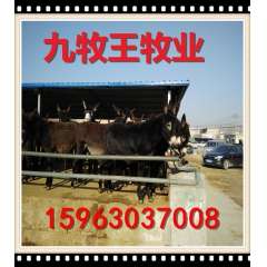 驴肉的消费前景好吗  德州驴   乌头驴效益分析