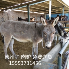 一头肉驴苗多少钱 德州驴 肉驴养殖场   成年德州驴的体重是...