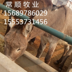 供德州驴 毛驴苗  种驴苗价格 肉驴崽 德州驴