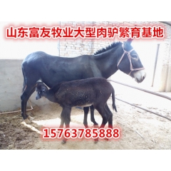 出售德州驴的地方 肉驴品种 什么地方卖纯种德州驴