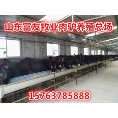 哪里卖的德州驴便宜 在什么地方能买到纯种德州驴