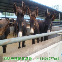 出售德州驴 德州驴养驴技术 德州驴育肥 德州驴繁殖基地