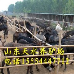 新疆养殖场养殖纯种的德州驴 德州驴 南昌肉驴养殖场