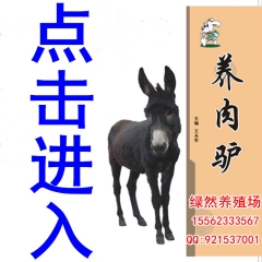如何养殖德州驴 哪里有关中驴养殖场 肉驴优质供应商