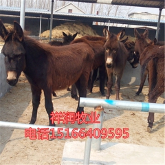 德州驴 肉驴育肥 出售德州驴 驴苗 育肥驴 育肥技术 养驴效...