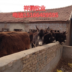 肉驴品种 德州驴 乌头驴 肉驴养殖场 哪里有卖德州驴的 肉驴...