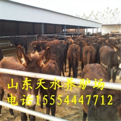 德州驴养殖场供应毛驴 德州驴 一头肉驴苗多少钱 肉驴苗价格