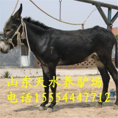 天水牧业特价销售 德州驴 毛驴的价格 德州驴价格 免费运输