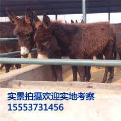 德州驴 现货出售三粉肉驴 德州驴 小驴 苗价格 养殖技术