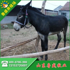 三粉驴驹崽 销售优良肉驴种驴苗 德州驴 三粉驴养驴场 驴价格