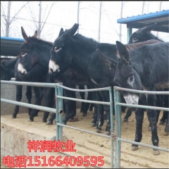 山东德州驴,德州驴成年驴繁殖效率怎么样德州驴适合南方养殖吗