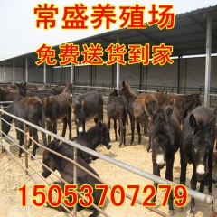 三粉肉驴价格 河北去哪选择肉驴  批发德州驴 货到付款