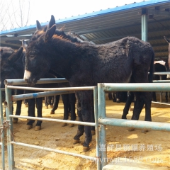 进口肉驴 改良德州驴 三粉驴出售 买驴包成功！畜牧师指导