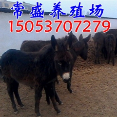 养驴场供应活毛驴  育肥驴价格 德州驴 乌头驴育肥每天增重