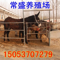 肉驴德州驴 养殖场肉驴苗 庆阳肉驴最新价格