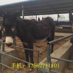 德州驴 专业养殖  买德州驴到聚隆  价格低  欢迎来电
