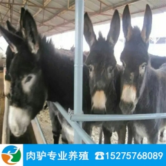 供应优质肉驴养殖场出售德州驴 乌头驴 三粉驴 驴驹 母驴