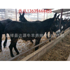 出售德州驴 驴多少钱一只 驴的价格 驴哪里有卖