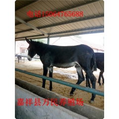 德州驴、德州驴苗批发价格、德州种驴多少钱一头、德州肉驴厂家