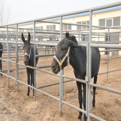 山东德州驴,德州驴成年驴繁殖效率怎么样，德州驴适合南方养殖吗